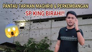 PAK KETUA PANTAU TARIKAN MAGHRIB & PERKEMBANGAN SP KING BIRAHII DIRBW PRIBADI.