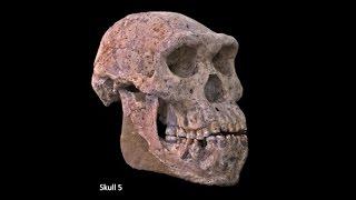 Origins of Genus Homo–Australopiths and Early Homo; Variation of Early Homo; Speciation of Homo