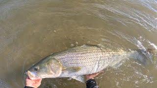 The Craziest Striper Fishing I've Ever Seen! (GIANT Fish Landed)