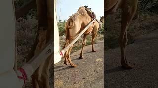 Camel Good #Colorful shorts #video