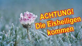 ACHTUNG die Eisheiligen kommen - Das ist jetzt unbedingt im Garten zu tun!