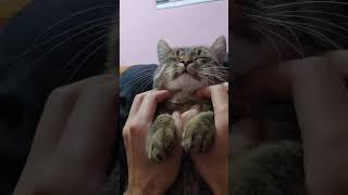 #українськийблогер #youtube #влог #блогукраїнською #cat #kitten #котик #чемнийкіт #кіт #ukraine