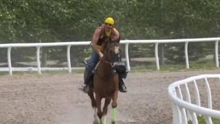 Horse Health: Keeping Equine Athletes in Top Form – Explore UCalgary