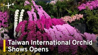 Taiwan International Orchid Shows Opens in Tainan City | TaiwanPlus News