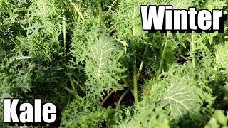 How to Grow Kale for Fall/Winter Harvests