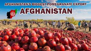 Afghanistan's biggest pomegranate export. Afghanistan is the best pomegranate producer in the world