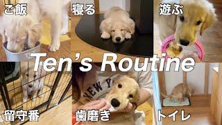 【大型犬仔犬のいる生活#1】ゴルパピのリアルな1日/生後2ヶ月