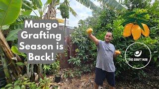 Grafting Mango Trees Step by Step!