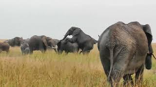 Elephant' Mating