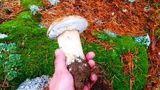 BOLETUS Soria 12 Octubre 2020