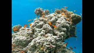 Ocean life of Maldives and amazing sea creatures.