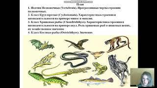 подтип Пзвоночные 1 часть