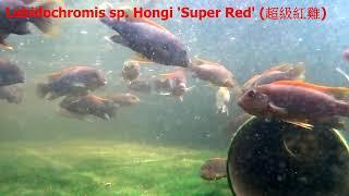 超級紅雞 (Labidochromis sp. Hongi 'Super Red')