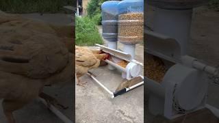 Tempat Makan Unik untuk Ayam