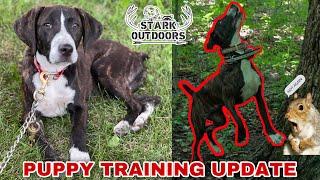 SQUIRREL DOG TRAINING, PUPPY UPDATE