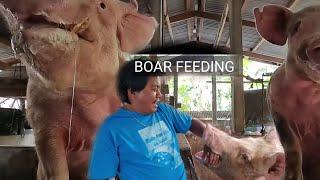 pag aalaga ng mga Giant Baboy |Boar Feeding sa probinsya /agribusiness