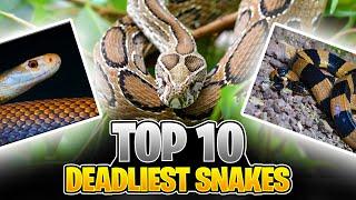 Venom Unleashed: Exploring the Top 10 Most DEADLY Snakes in THE WORLD 