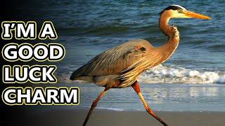 Great Blue Heron facts: not (technically) egrets, definitely not cranes | Animal Fact Files