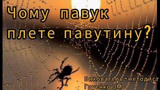 Чому павук плете павутину? | Цікавинки для Чомусиків