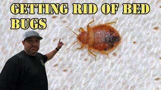 You Asked, We Answer- How Can I Get Rid Of Bed Bugs?