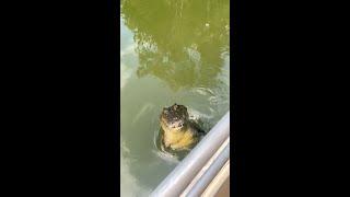 Saltwater Crocodile attacks our boat