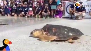 Loggerhead Turtle Rescued and Released into the Wild | The Dodo LIVE*