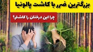 بزرگترین ضرر با کاشت درخت پالونیا | ضرر های کاشت و پرورش درخت پالونیا|باغبان آزاد