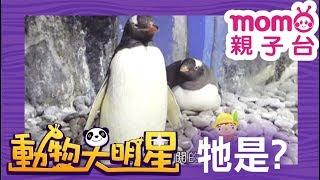 動物大明星 S2【企鵝】第2季 第02集｜認識動物｜自然生態｜魚類｜爬蟲類｜昆蟲｜海洋生物｜哺乳類｜Animal big star｜兒童電視節目【親子台｜官方HD完整版】momokids