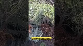 Принимаю заказы на лаванду, пишите на ватсап 89649210474#лаванда#ландшафтныйдизайн #сад