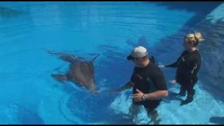 Dolphin Trainer for the Day at The Mirage in Las Vegas