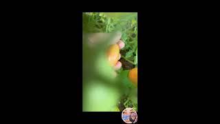 mami bell sato vlogs is live! Tomato Harvest