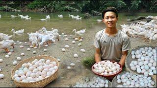 1 Year Raise ducks, build nests and harvest duck eggs to market sell, digging fish ponds - Off grid