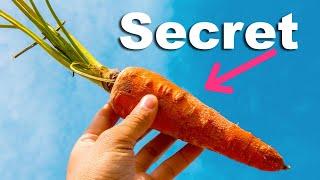 This SECRET to Sowing Carrots Will Double Your Harvest!