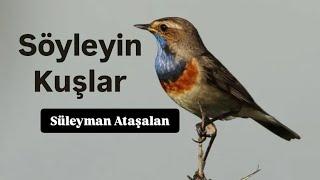 Söyleyin Kuşlar | Defli Zikirli İlahiler 2025 | Süleyman Ataşalan