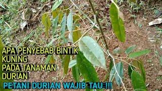 Penyebab Bintik kuning Di Daun tanaman durian