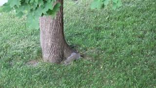 Happy baby SQUIRREL - ANIMALS - Nature, CANADA