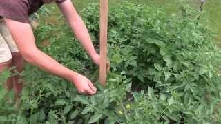 My #1 Choice For Staking Tomatoes In A Raised Bed