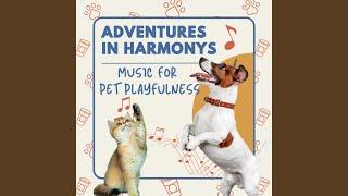 Music for Curious Paws
