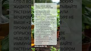 Эффективный способ борьбы с фитофторозом
