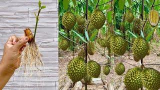 Ep.65 Grafting Durian Tree with Aloe Vera Yields a lot of Fruit