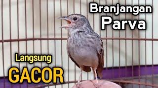 Branjangan PARVA Langsung gacor setelah dengar Branjangan gacor ini