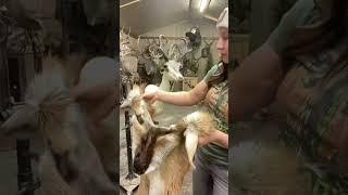 The quickest taxidermy you’ve ever seen  #taxidermy #animals #antelope #art #wildlife #artist