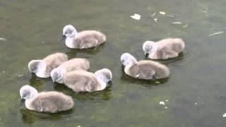 Cygnets at Agnew park Stranraer