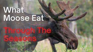 What Moose Eat, Moose Diet by Season - Complete List