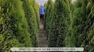 에메랄드그린 1.8m~2m 서산 팔봉 수덕농원