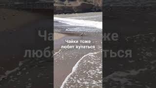 Чайка купается в волнах #4д #четыредевочки #крым #черноеморе #морекрым #волны #песчаное #чайка