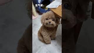My dog is angry, before and after #cute #dogs #toypoddle