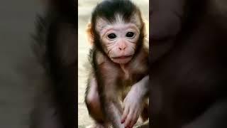 Did you see the fear of this handsome newborn baby monkey. macaca. monkey. macaque. baby monkey