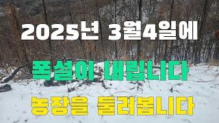 2025년  3월4일에 폭설이내립니다 농장을둘러봅니다