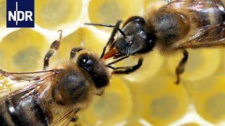 Rettung für unsere Bienen? Ein Forscher macht Hoffnung für die Zukunft | 45 Min | NDR